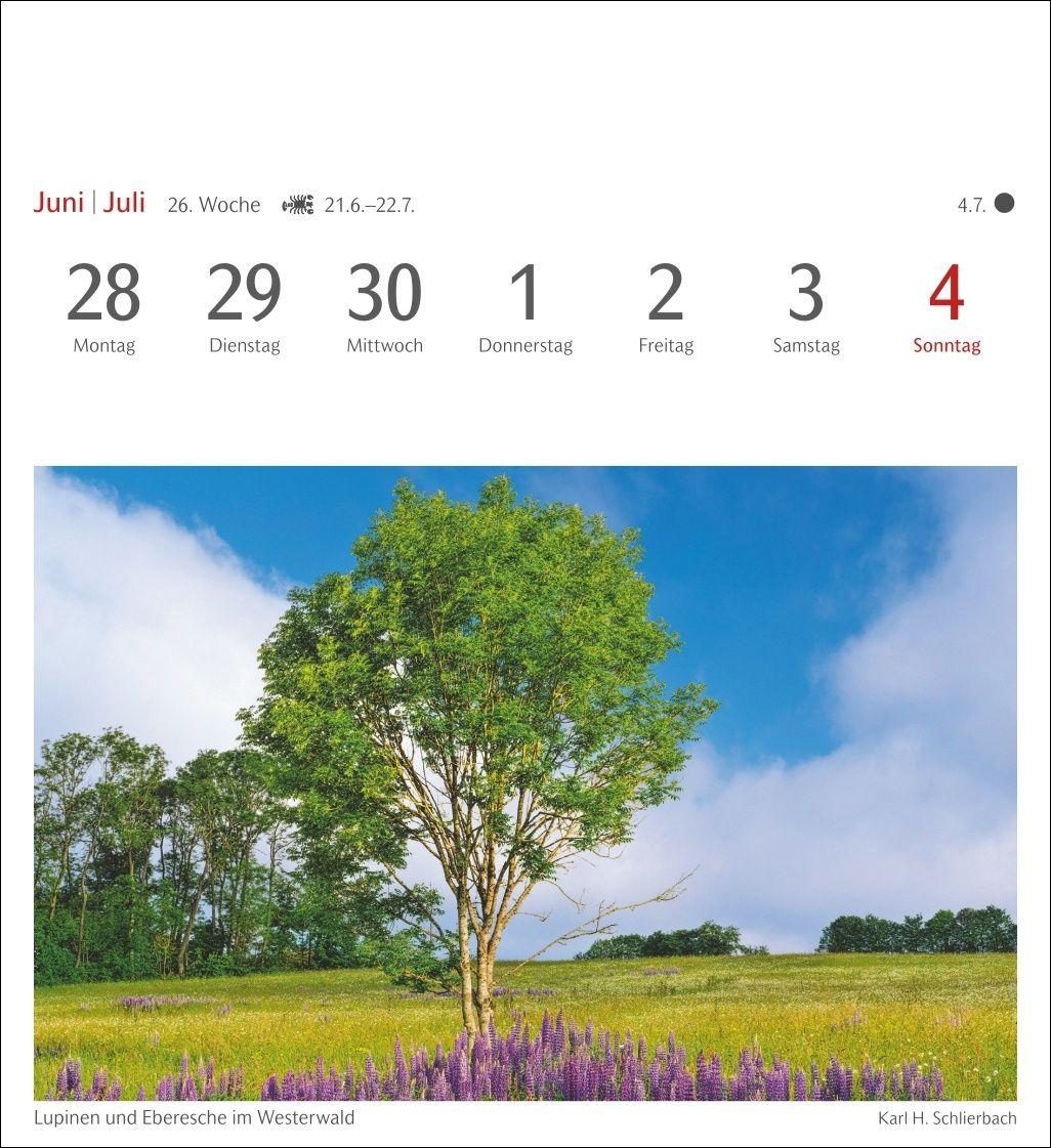 Beispielinhalt (Bild) Bäume Postkartenkalender 2027 - Wochenkalender mit 53 Postkarten