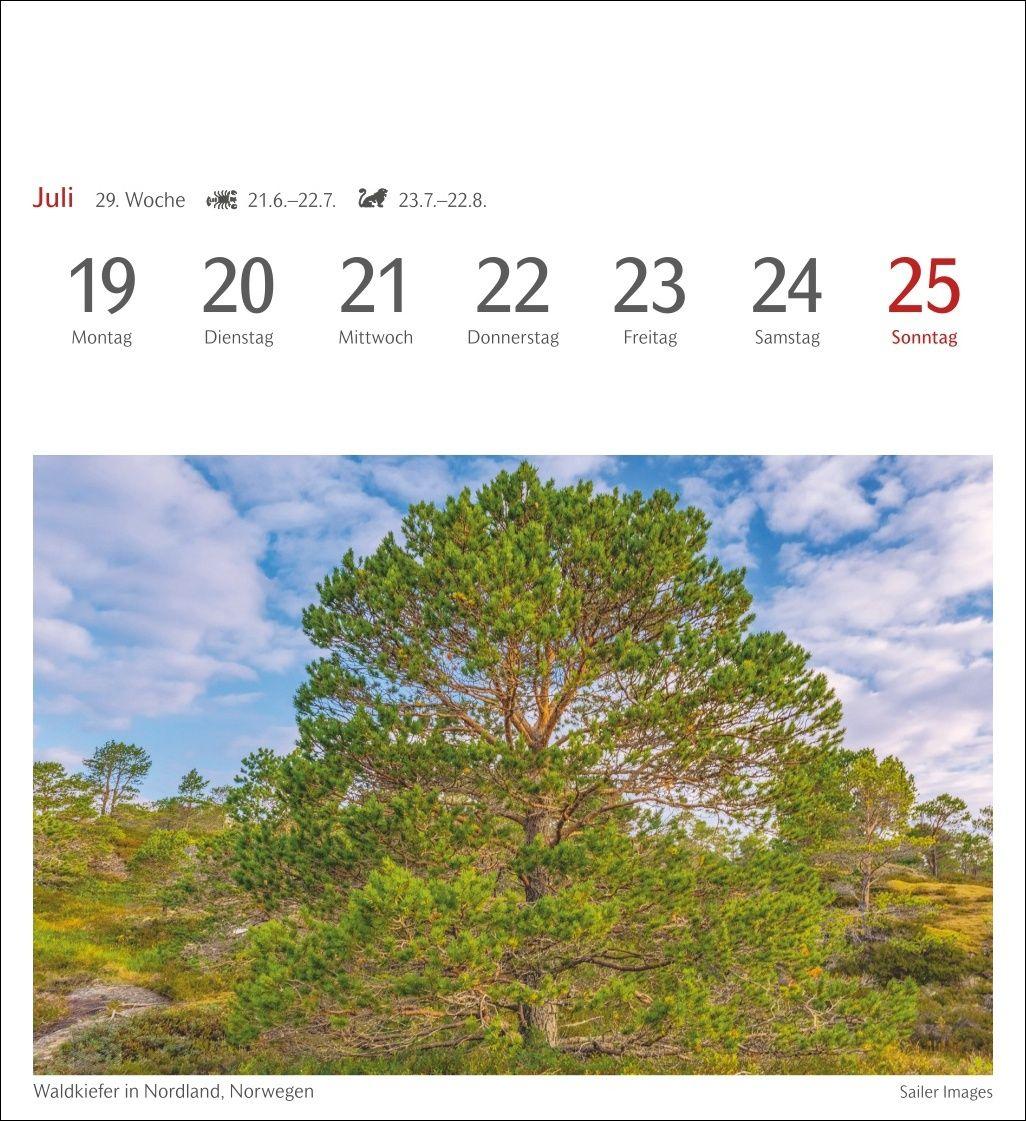 Beispielinhalt (Bild) Bäume Postkartenkalender 2027 - Wochenkalender mit 53 Postkarten