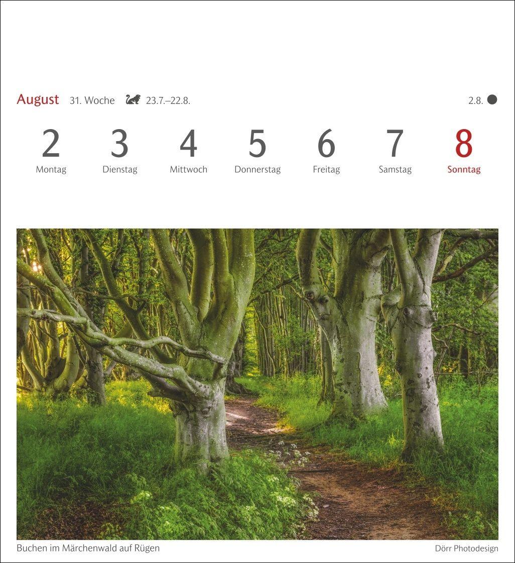 Beispielinhalt (Bild) Bäume Postkartenkalender 2027 - Wochenkalender mit 53 Postkarten