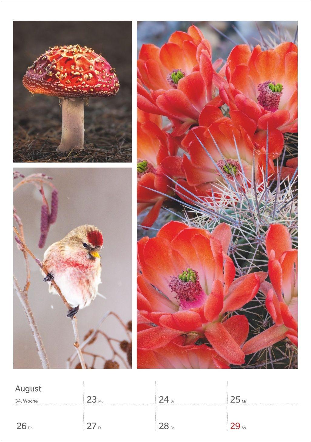 Beispielinhalt (Bild) Magie der Farben Wochenplaner 2027