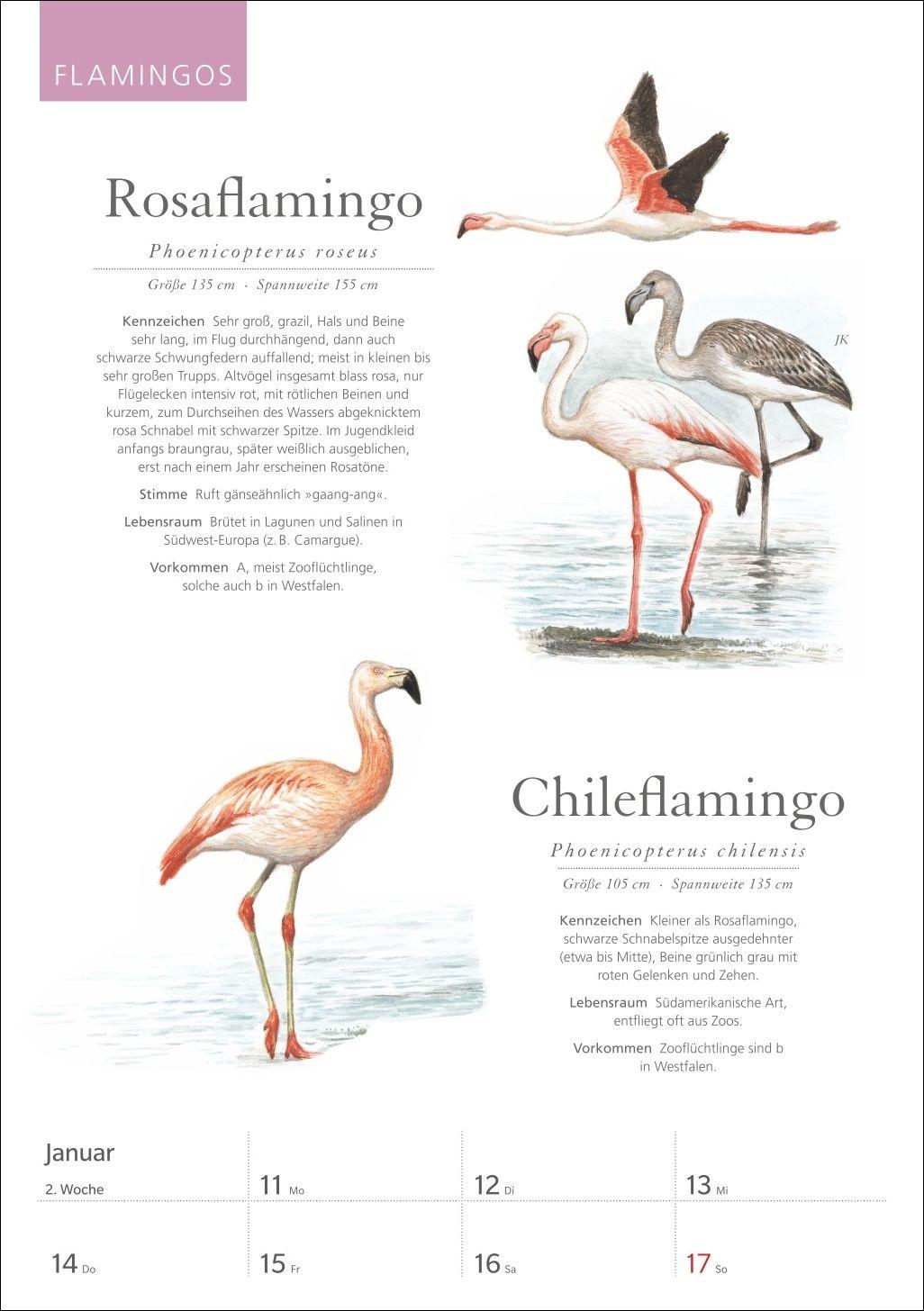 Beispielinhalt (Bild) KOSMOS Was fliegt denn da? Wochenplaner 2027 - Der Kalender zum KOSMOS-Naturführer