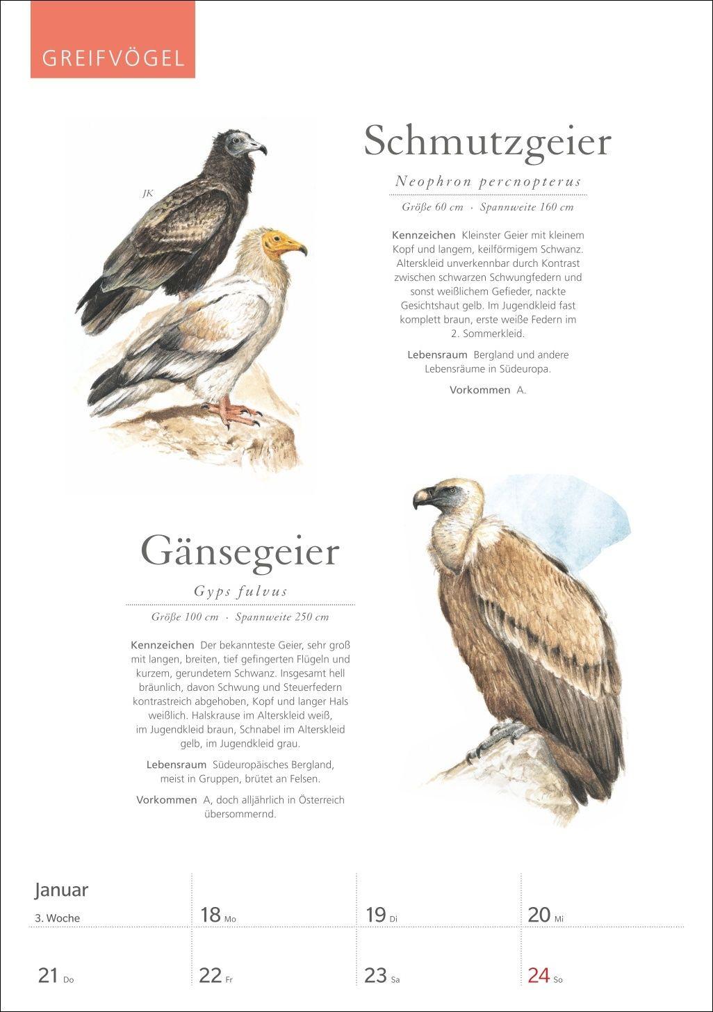 Beispielinhalt (Bild) KOSMOS Was fliegt denn da? Wochenplaner 2027 - Der Kalender zum KOSMOS-Naturführer