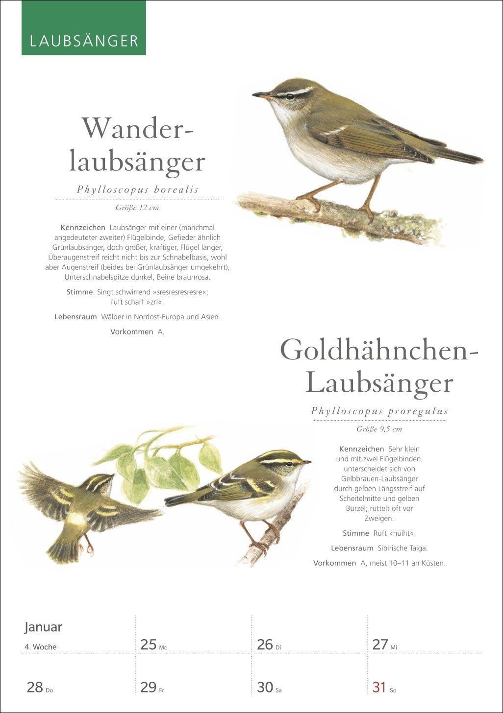 Beispielinhalt (Bild) KOSMOS Was fliegt denn da? Wochenplaner 2027 - Der Kalender zum KOSMOS-Naturführer