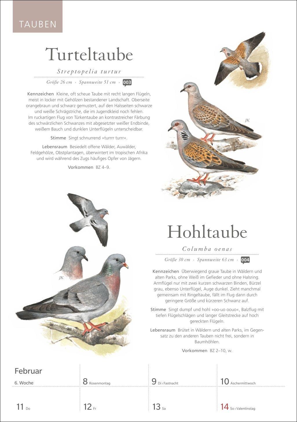 Beispielinhalt (Bild) KOSMOS Was fliegt denn da? Wochenplaner 2027 - Der Kalender zum KOSMOS-Naturführer