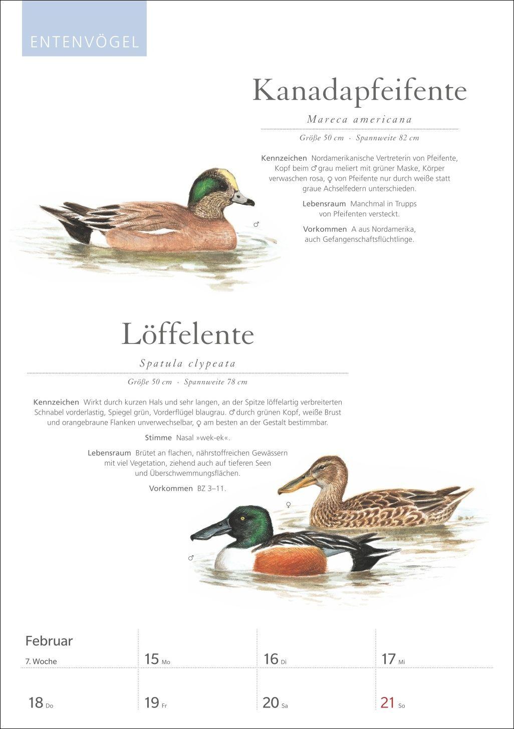 Beispielinhalt (Bild) KOSMOS Was fliegt denn da? Wochenplaner 2027 - Der Kalender zum KOSMOS-Naturführer