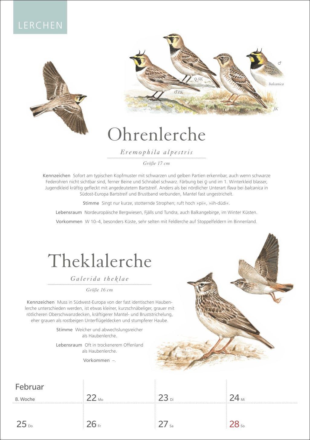 Beispielinhalt (Bild) KOSMOS Was fliegt denn da? Wochenplaner 2027 - Der Kalender zum KOSMOS-Naturführer