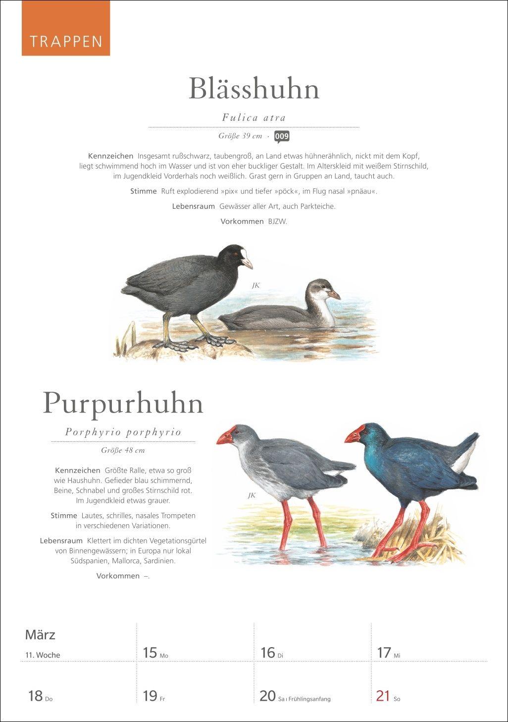 Beispielinhalt (Bild) KOSMOS Was fliegt denn da? Wochenplaner 2027 - Der Kalender zum KOSMOS-Naturführer