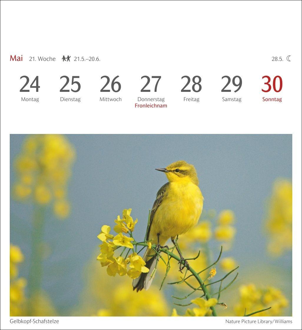 Beispielinhalt (Bild) Heimische Vögel Postkartenkalender 2027 - Wochenkalender mit 53 Postkarten