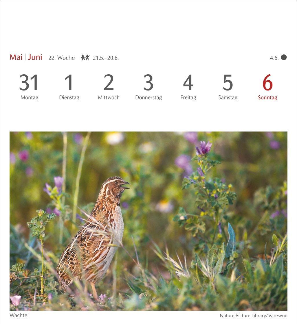 Beispielinhalt (Bild) Heimische Vögel Postkartenkalender 2027 - Wochenkalender mit 53 Postkarten