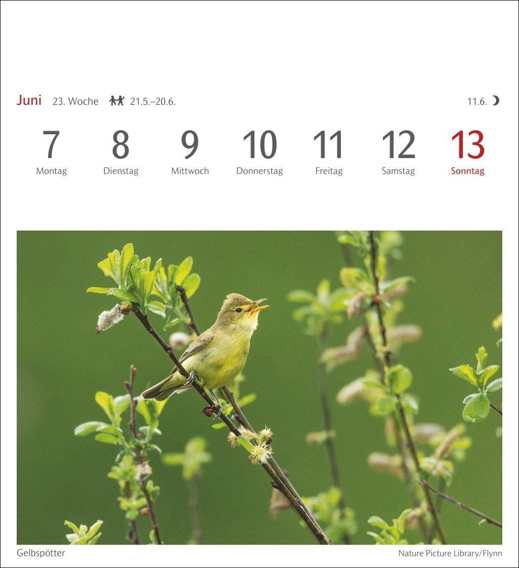 Beispielinhalt (Bild) Heimische Vögel Postkartenkalender 2027 - Wochenkalender mit 53 Postkarten