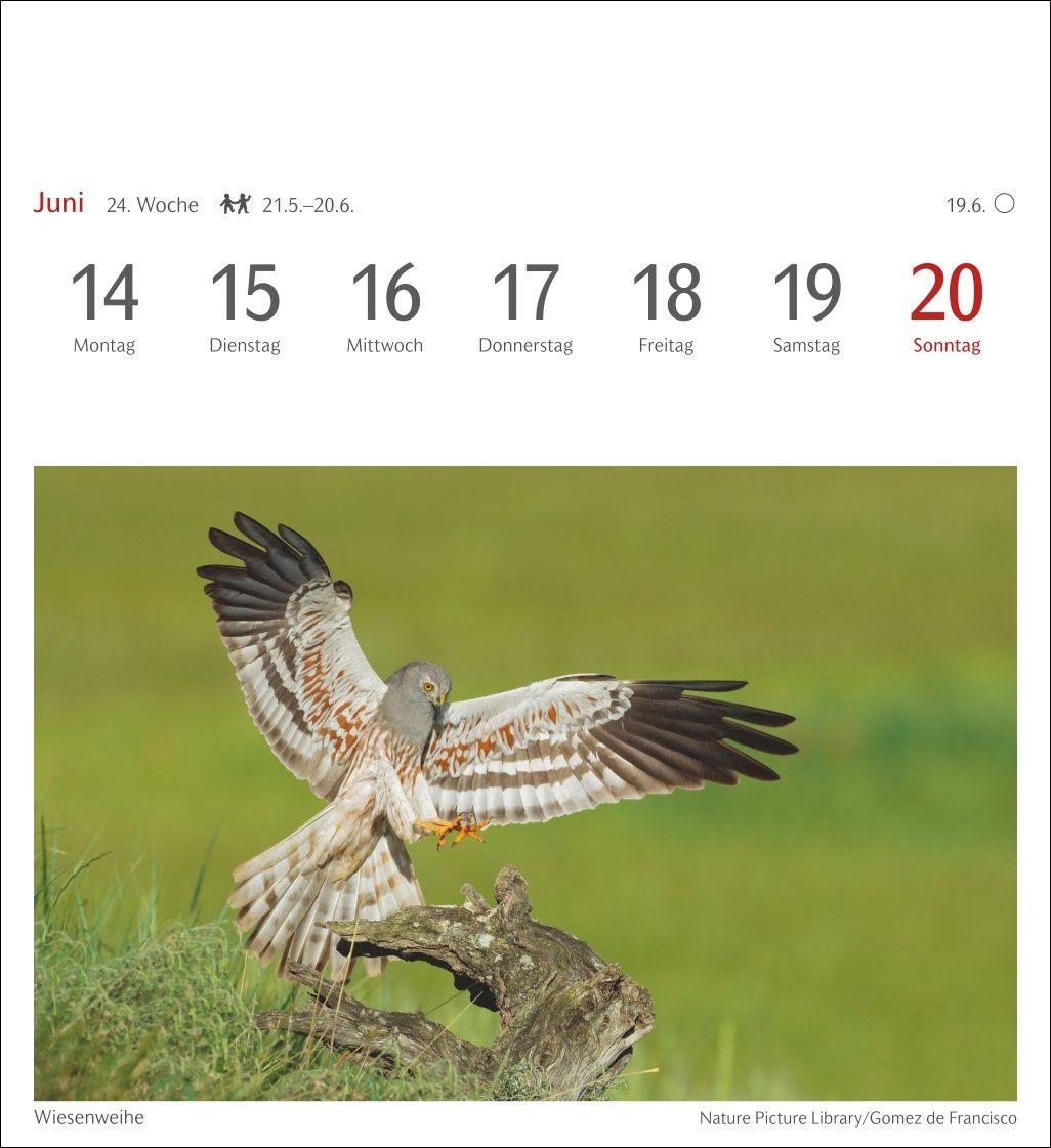 Beispielinhalt (Bild) Heimische Vögel Postkartenkalender 2027 - Wochenkalender mit 53 Postkarten