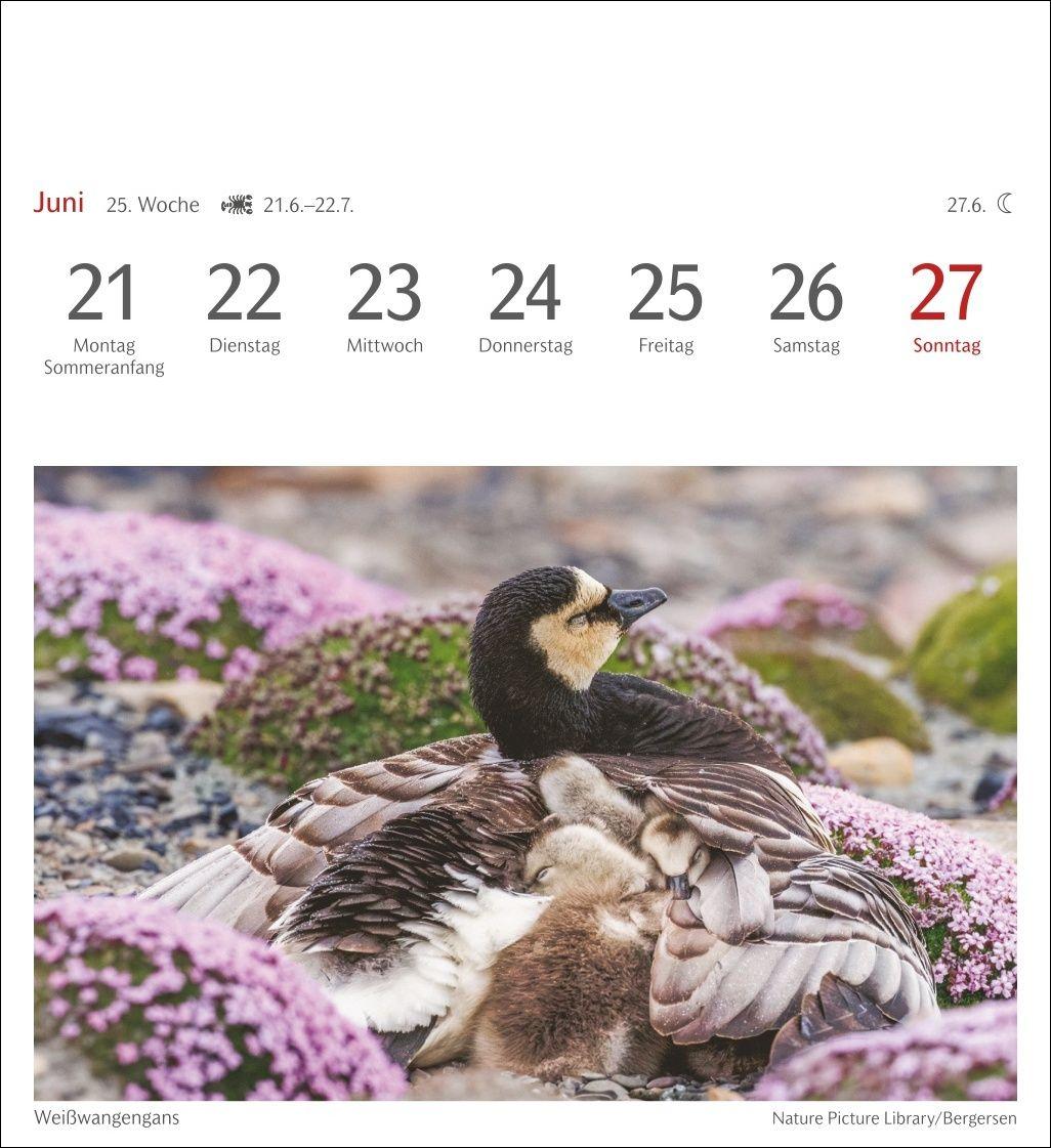 Beispielinhalt (Bild) Heimische Vögel Postkartenkalender 2027 - Wochenkalender mit 53 Postkarten
