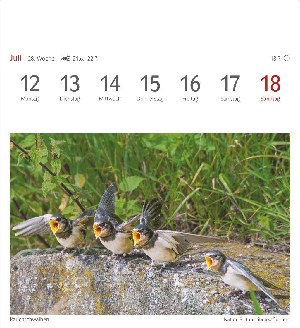Beispielinhalt (Bild) Heimische Vögel Postkartenkalender 2027 - Wochenkalender mit 53 Postkarten
