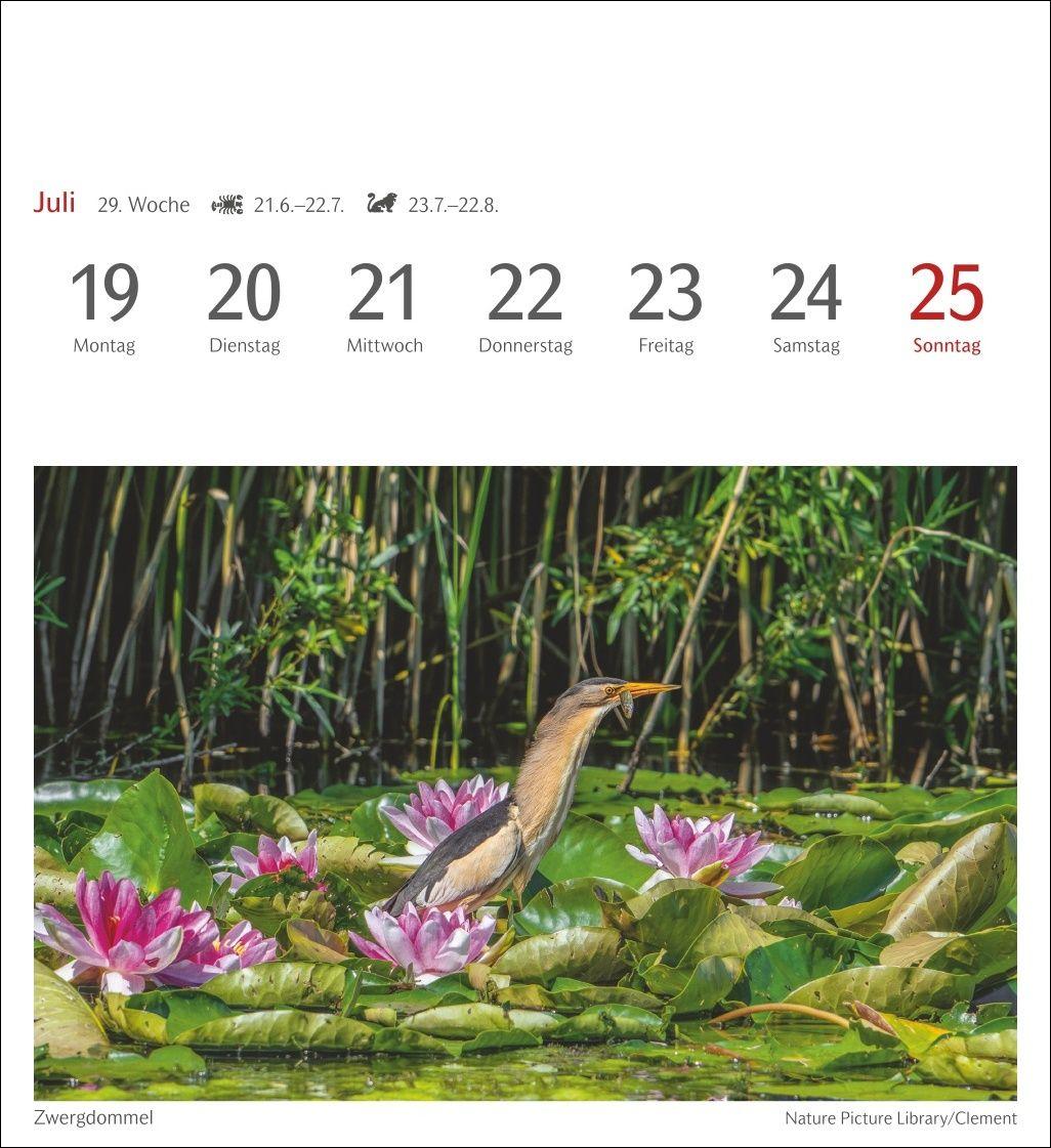 Beispielinhalt (Bild) Heimische Vögel Postkartenkalender 2027 - Wochenkalender mit 53 Postkarten