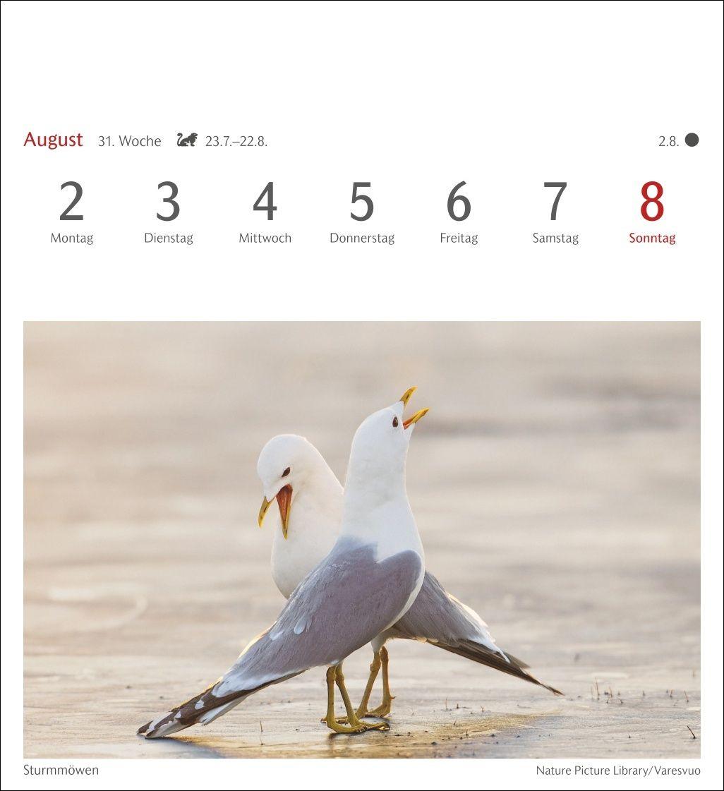 Beispielinhalt (Bild) Heimische Vögel Postkartenkalender 2027 - Wochenkalender mit 53 Postkarten