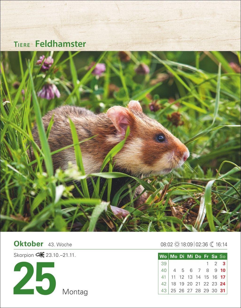 Beispielinhalt (Bild) Mein Garten Tagesabreißkalender 2027 - Praktische Tipps für 2027