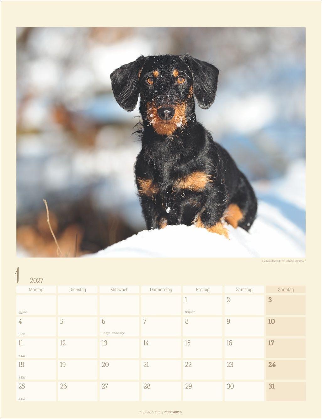 Beispielinhalt (Bild) Dackel Kalender 2027
