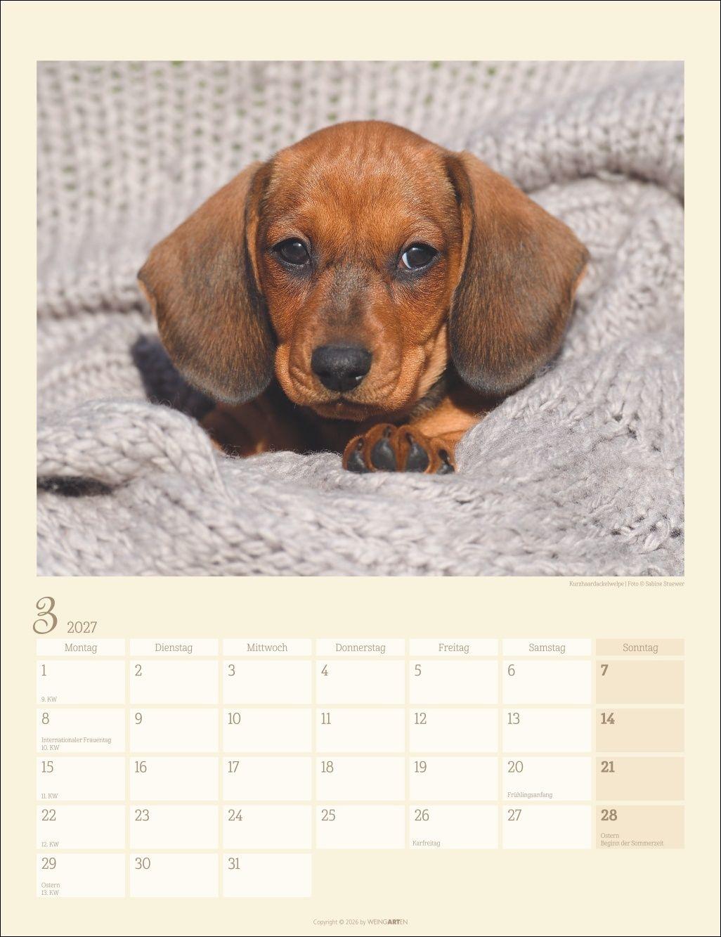 Beispielinhalt (Bild) Dackel Kalender 2027