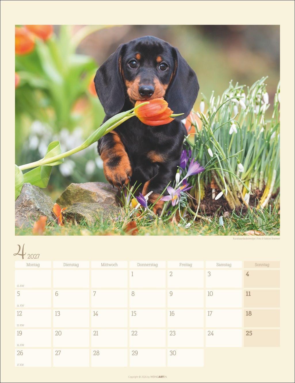 Beispielinhalt (Bild) Dackel Kalender 2027