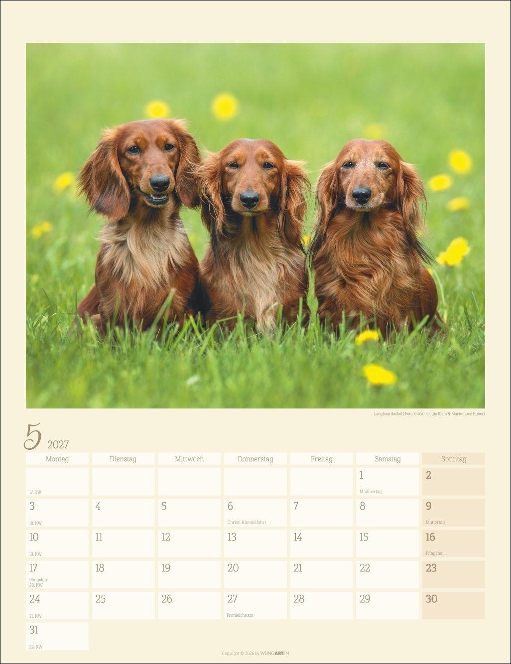 Beispielinhalt (Bild) Dackel Kalender 2027