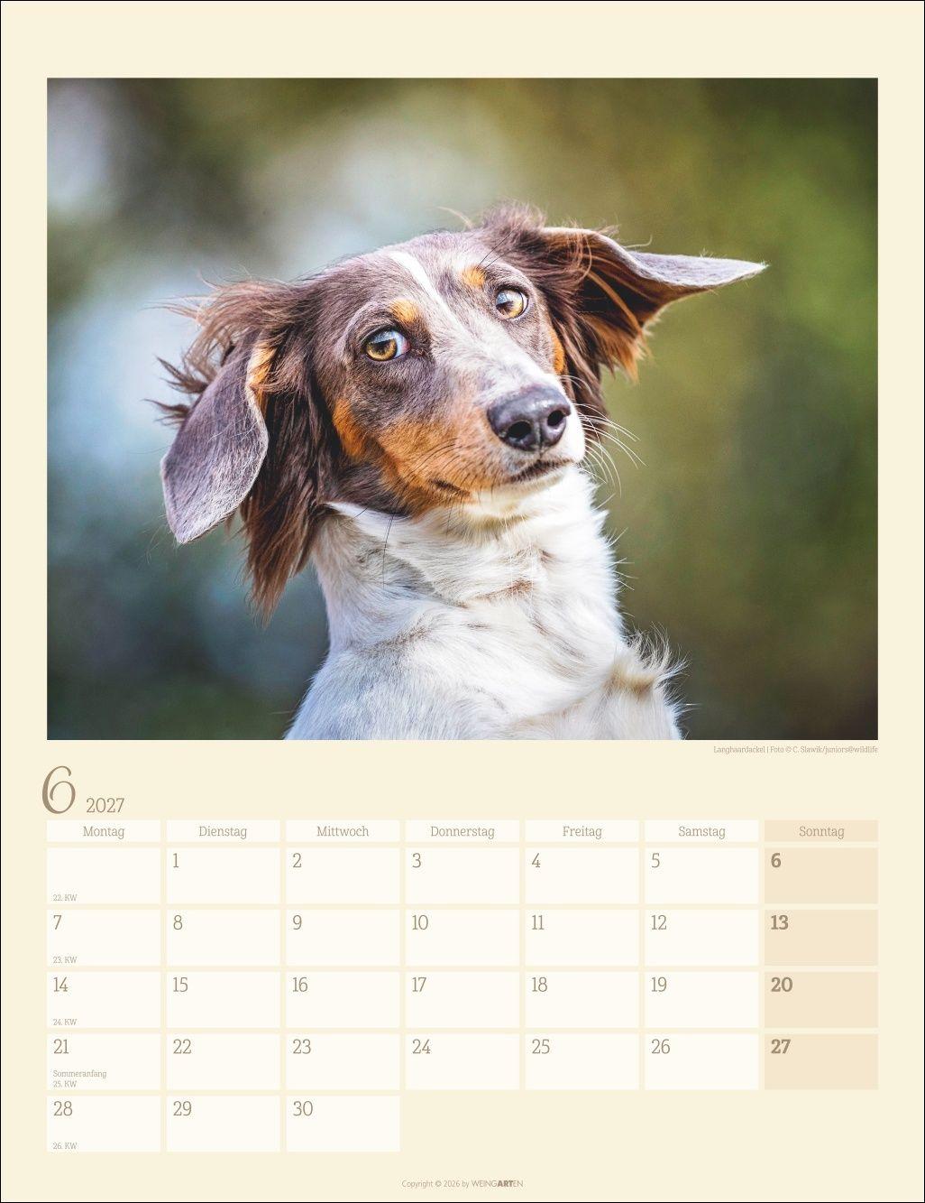 Beispielinhalt (Bild) Dackel Kalender 2027