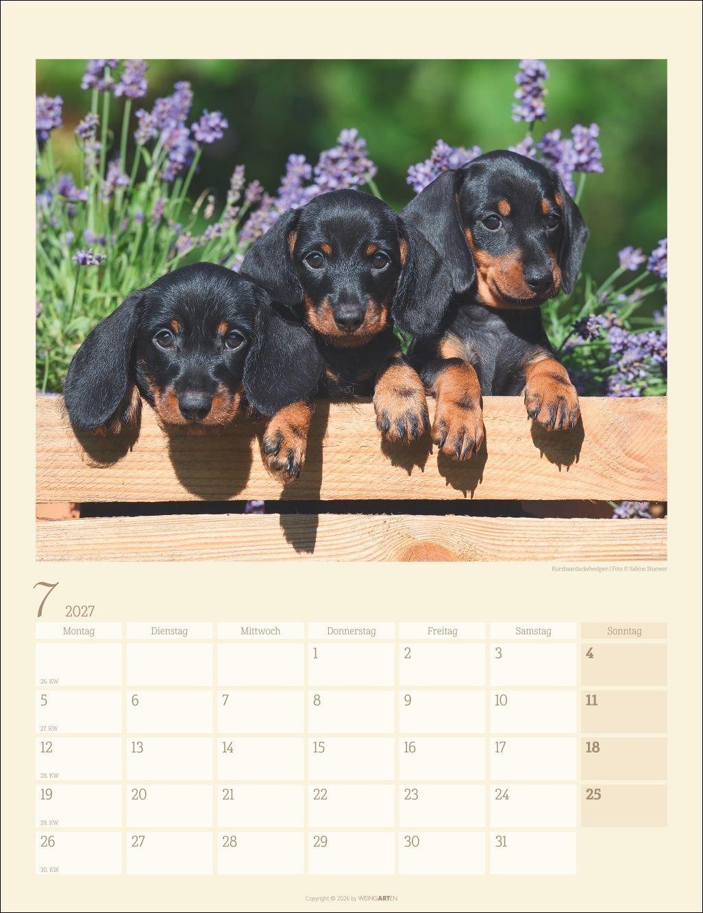 Beispielinhalt (Bild) Dackel Kalender 2027