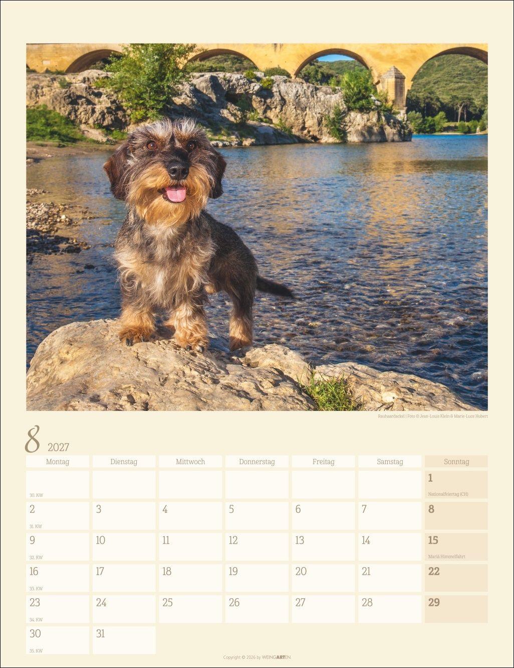 Beispielinhalt (Bild) Dackel Kalender 2027