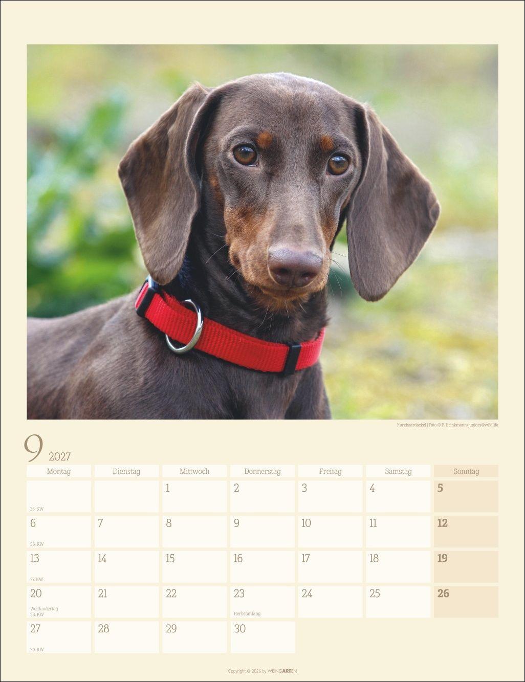 Beispielinhalt (Bild) Dackel Kalender 2027