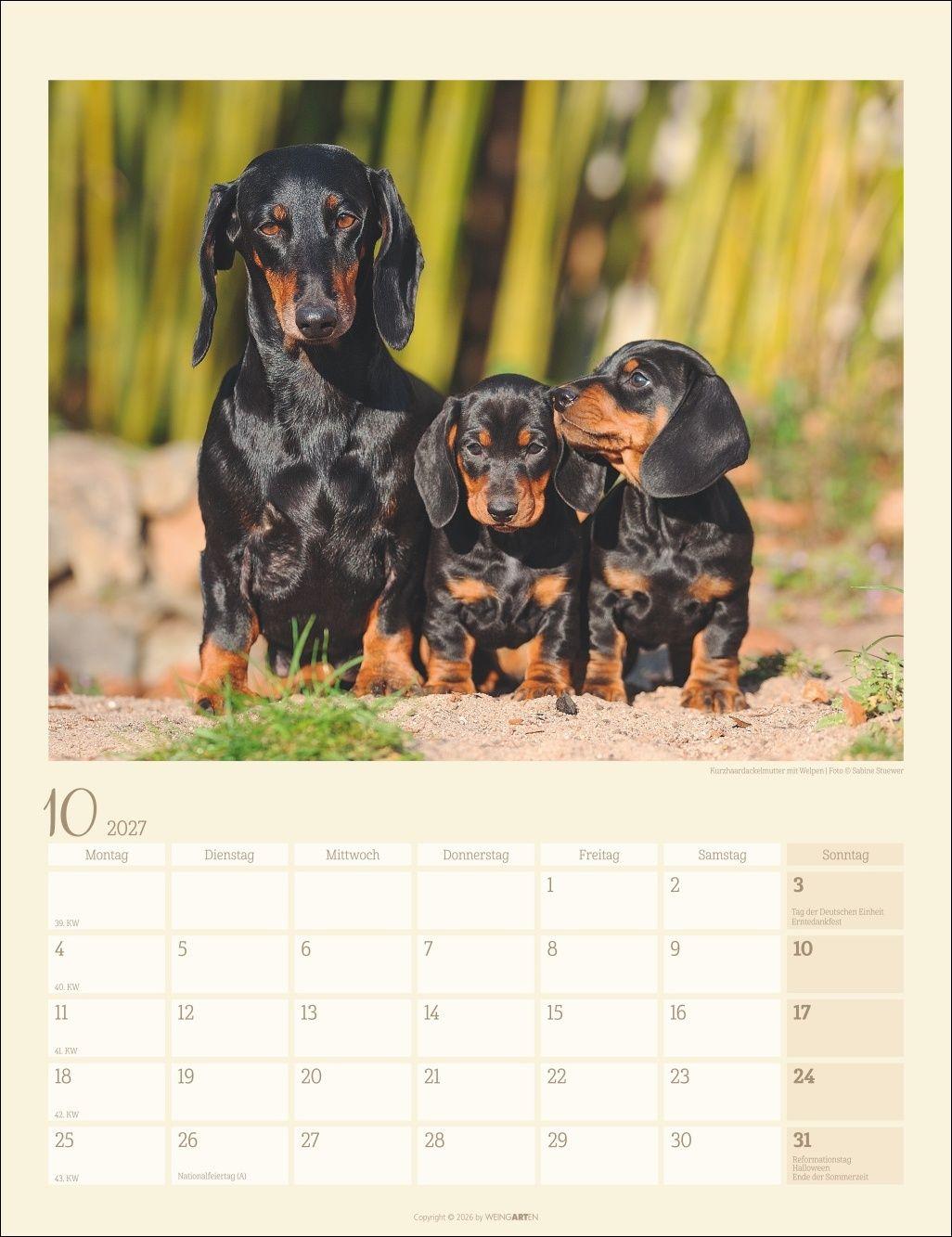 Beispielinhalt (Bild) Dackel Kalender 2027