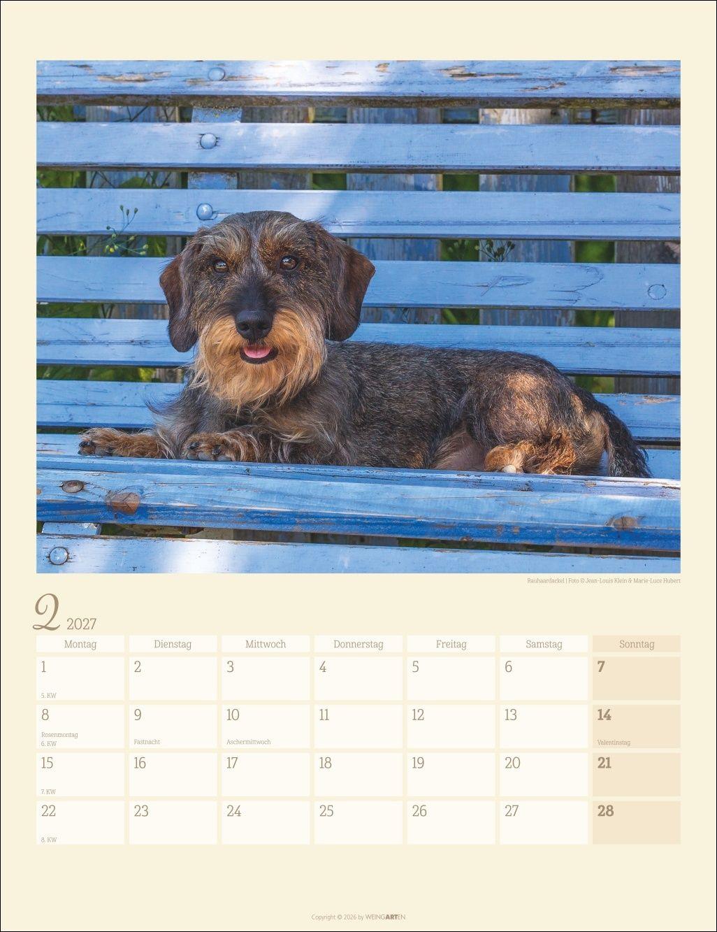 Beispielinhalt (Bild) Dackel Kalender 2027