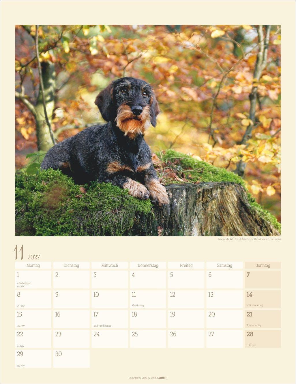 Beispielinhalt (Bild) Dackel Kalender 2027