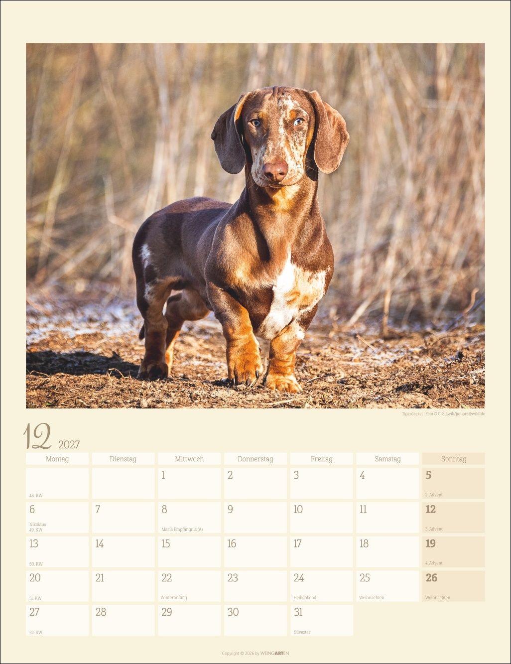 Beispielinhalt (Bild) Dackel Kalender 2027