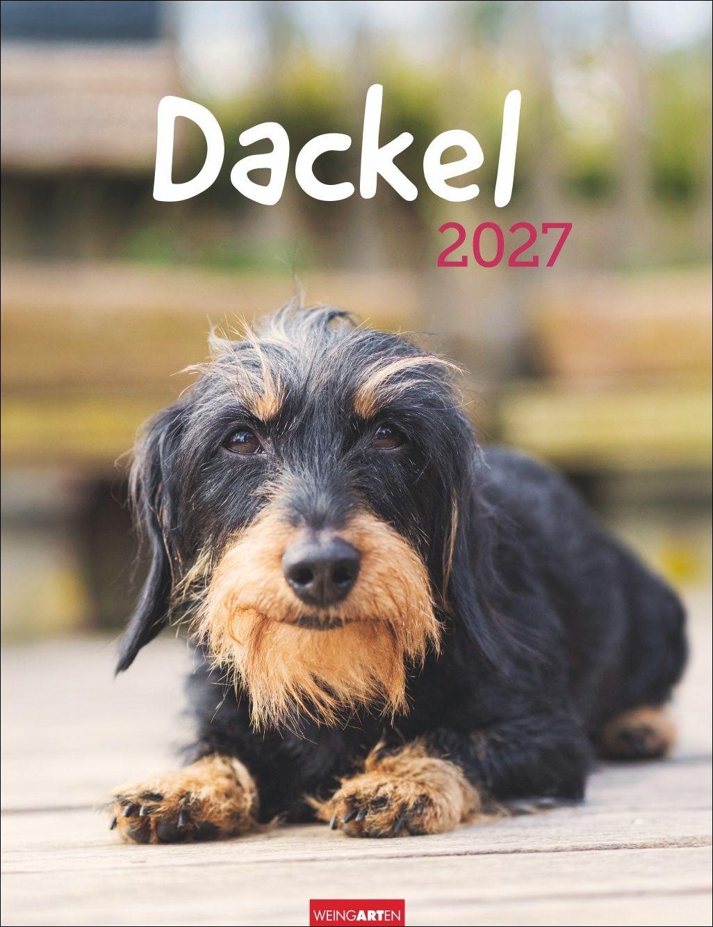 Vorderes Coverbild Dackel Kalender 2027