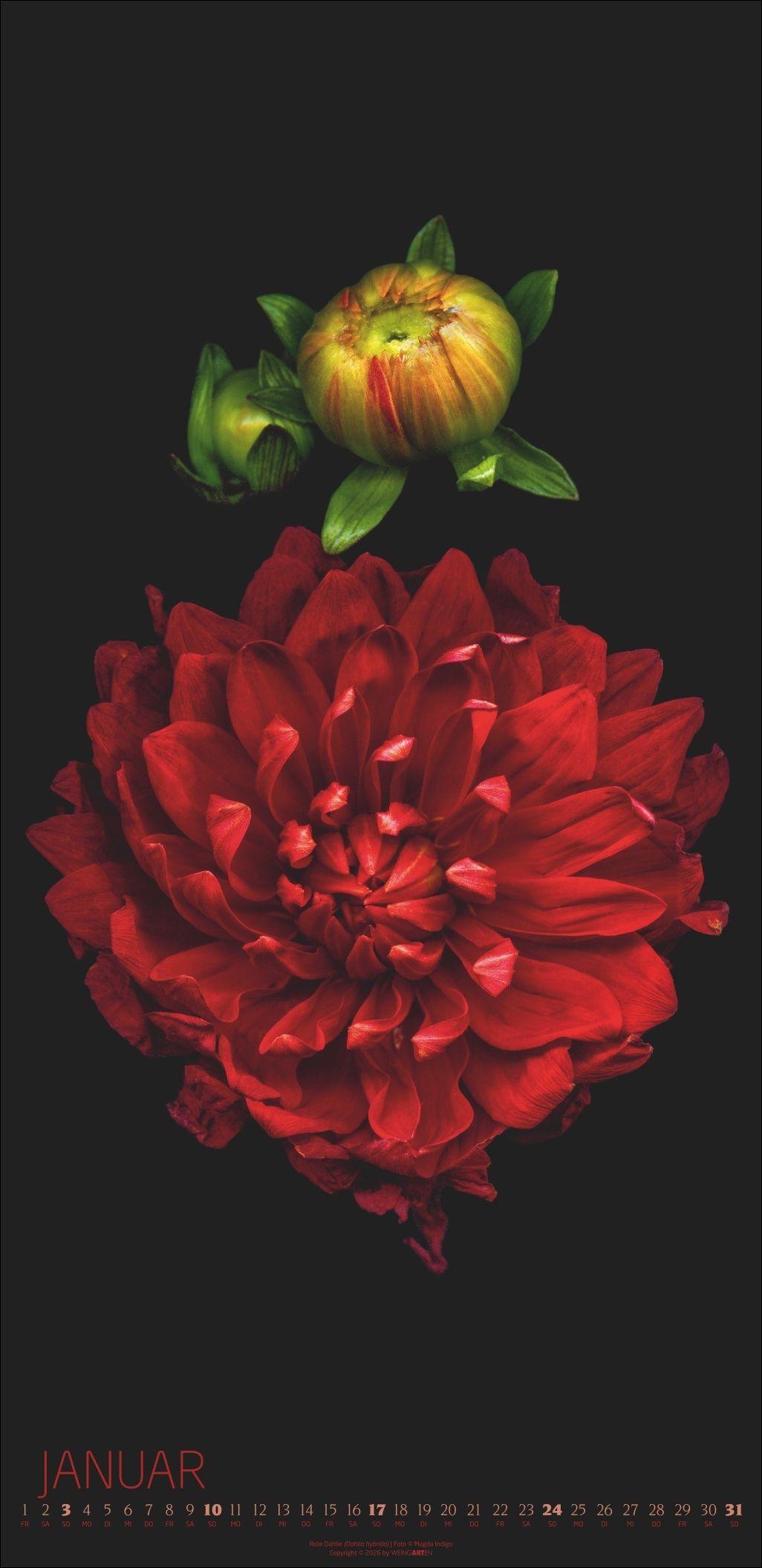 Beispielinhalt (Bild) Die Magie der Blumen Kalender 2027