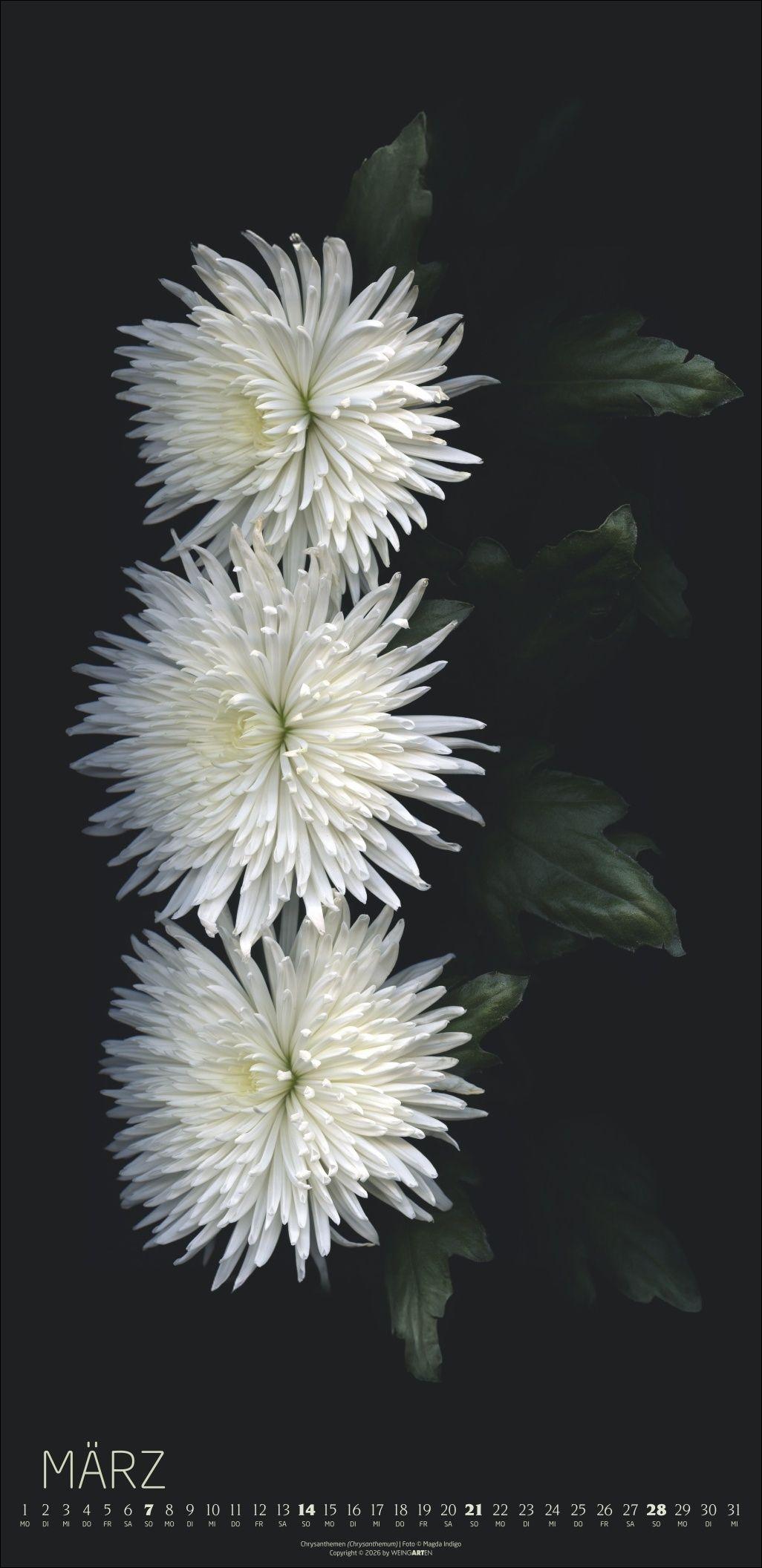 Beispielinhalt (Bild) Die Magie der Blumen Kalender 2027