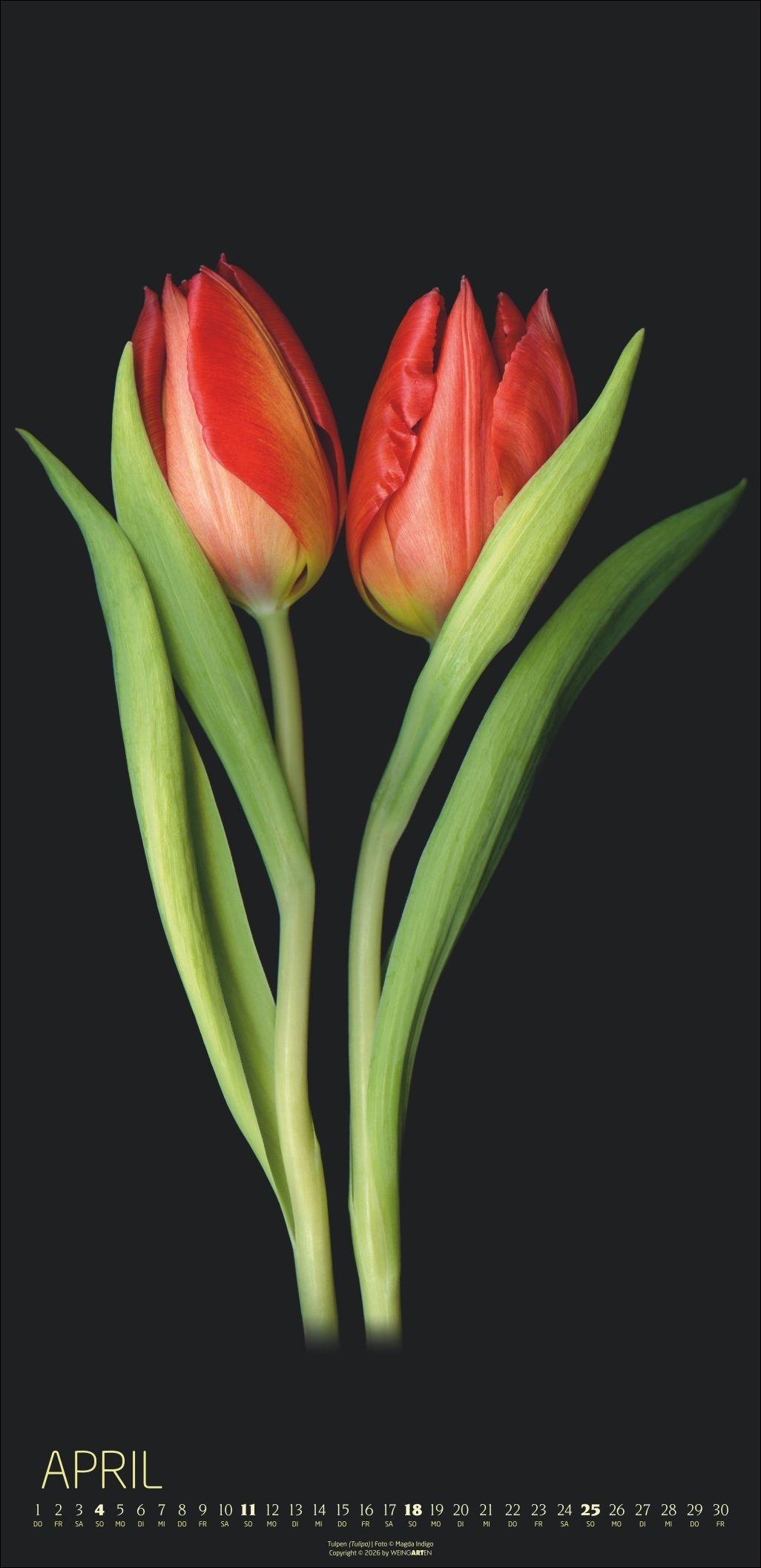 Beispielinhalt (Bild) Die Magie der Blumen Kalender 2027