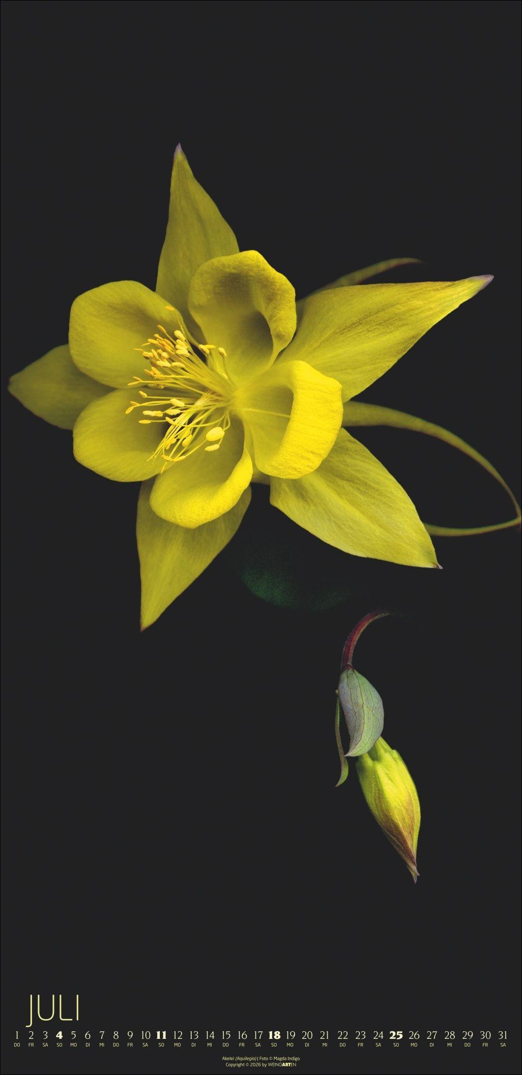 Beispielinhalt (Bild) Die Magie der Blumen Kalender 2027