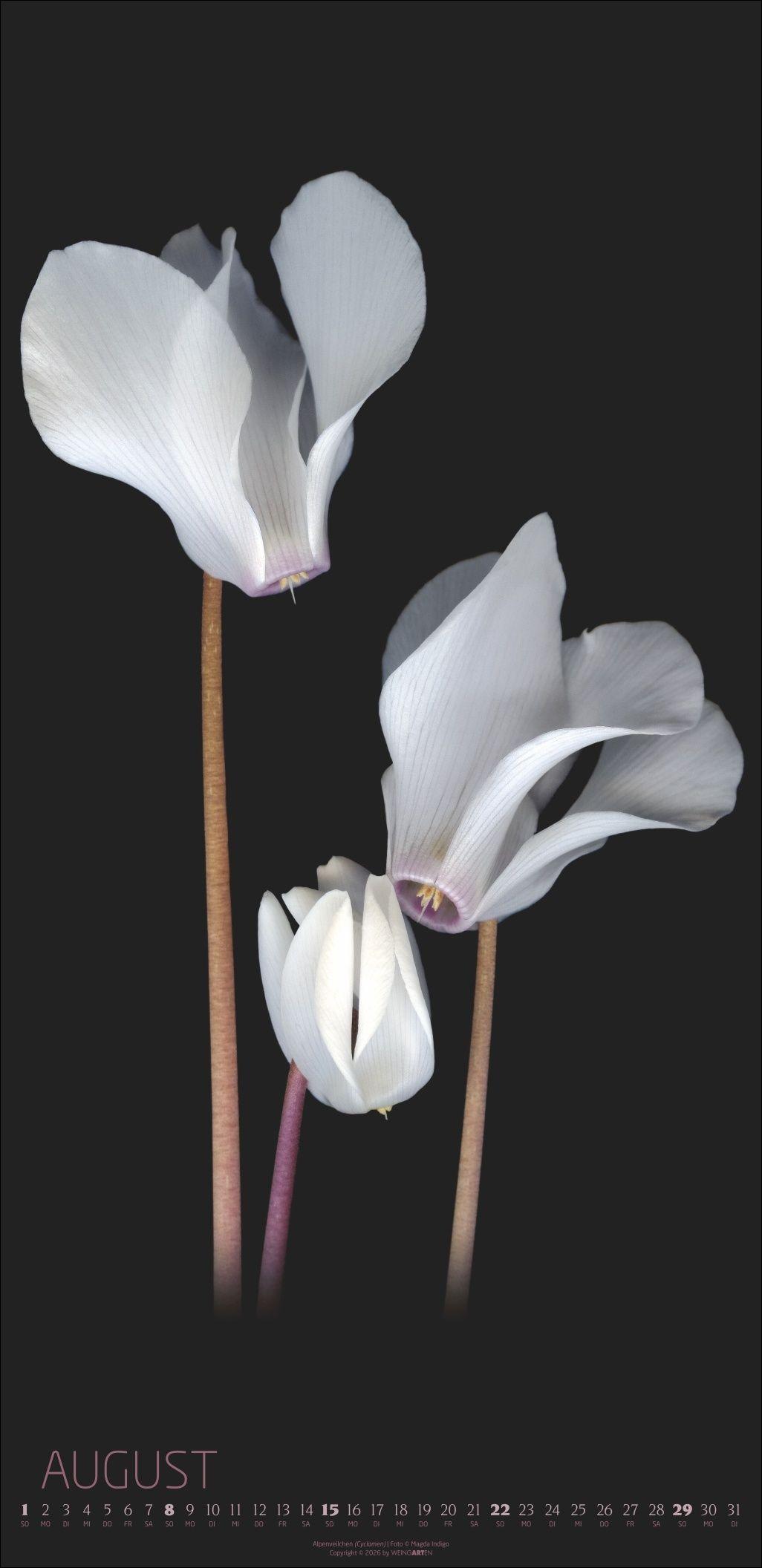 Beispielinhalt (Bild) Die Magie der Blumen Kalender 2027