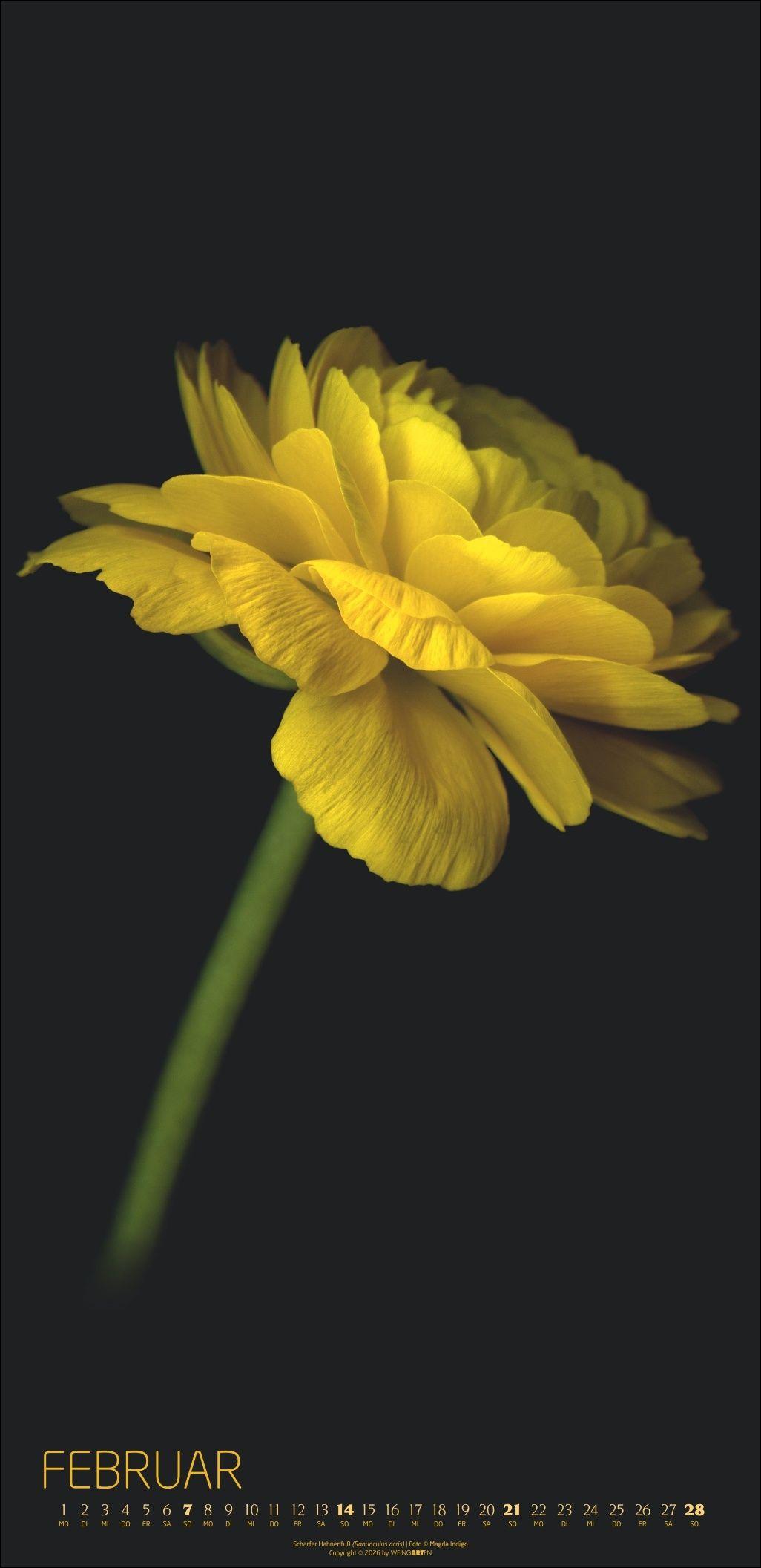 Beispielinhalt (Bild) Die Magie der Blumen Kalender 2027