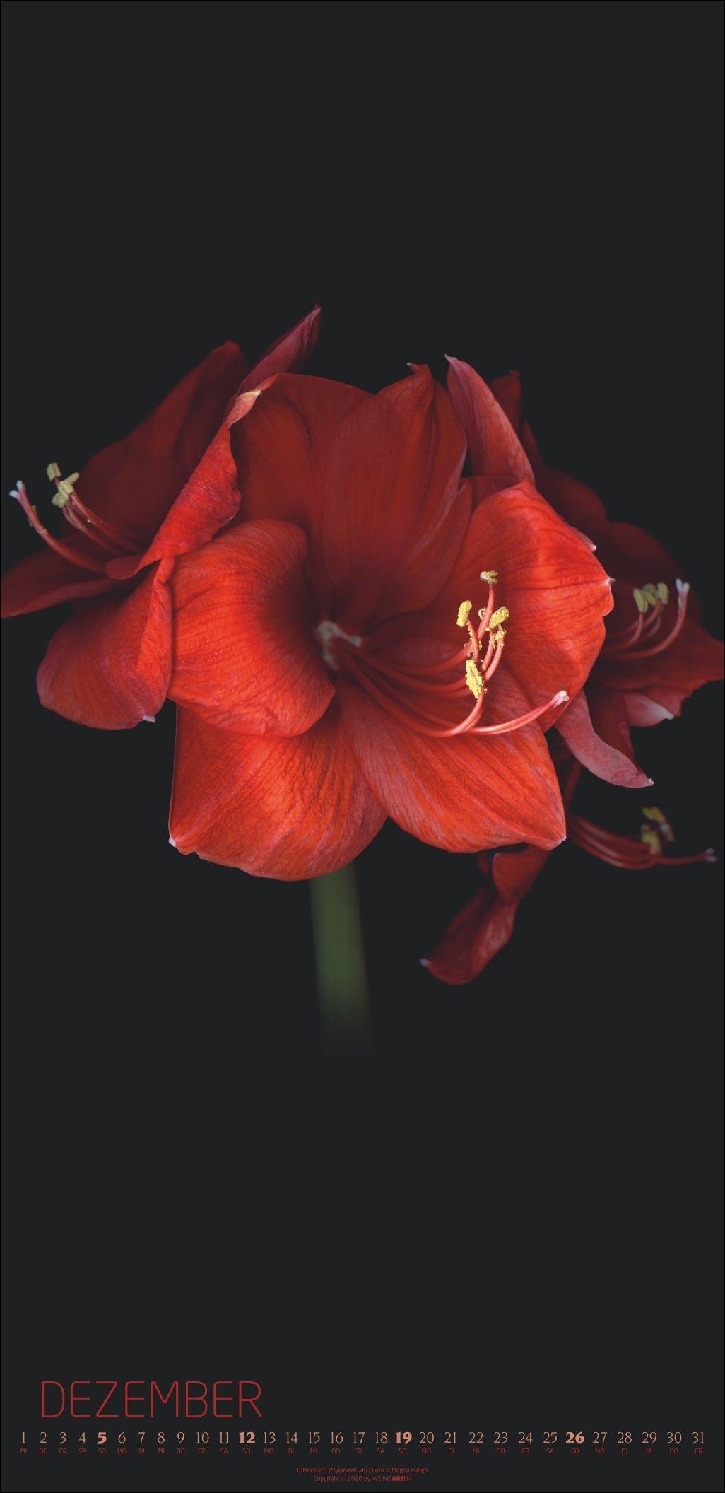 Beispielinhalt (Bild) Die Magie der Blumen Kalender 2027