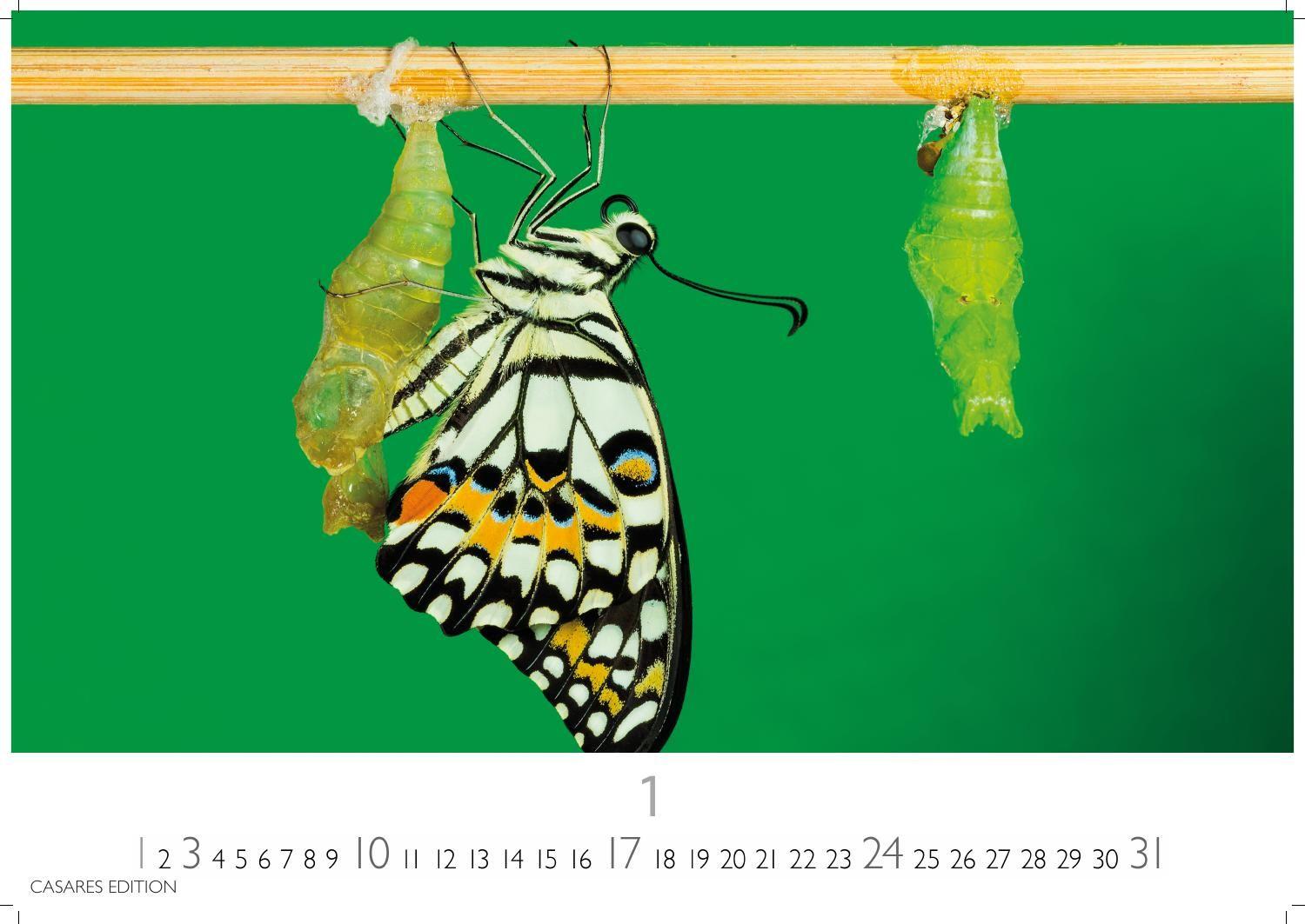 Beispielinhalt (Bild) Schmetterlinge Kalender 2027 - Wandkalender | Fotokalender Tierkalender 24x35cm - Mit wunderschönen, detailreichen Bildern von Schmetterlingen.