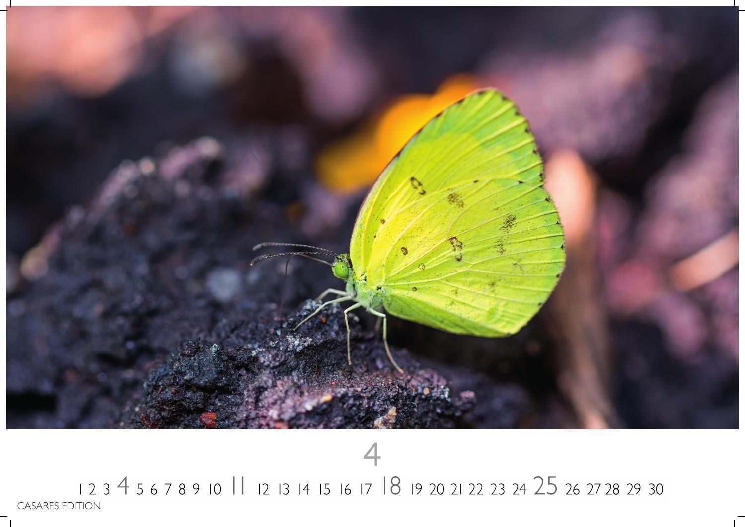 Beispielinhalt (Bild) Schmetterlinge Kalender 2027 - Wandkalender | Fotokalender Tierkalender 24x35cm - Mit wunderschönen, detailreichen Bildern von Schmetterlingen.
