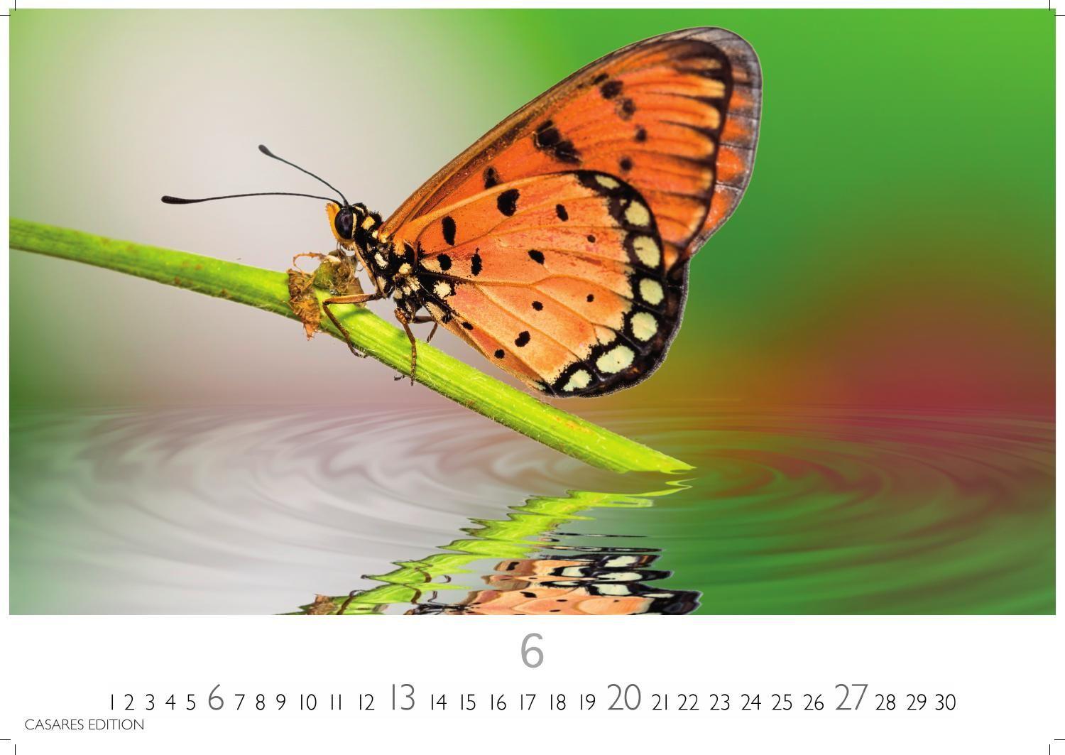 Beispielinhalt (Bild) Schmetterlinge Kalender 2027 - Wandkalender | Fotokalender Tierkalender 24x35cm - Mit wunderschönen, detailreichen Bildern von Schmetterlingen.