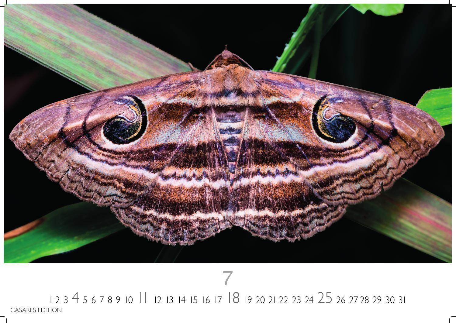 Beispielinhalt (Bild) Schmetterlinge Kalender 2027 - Wandkalender | Fotokalender Tierkalender 24x35cm - Mit wunderschönen, detailreichen Bildern von Schmetterlingen.