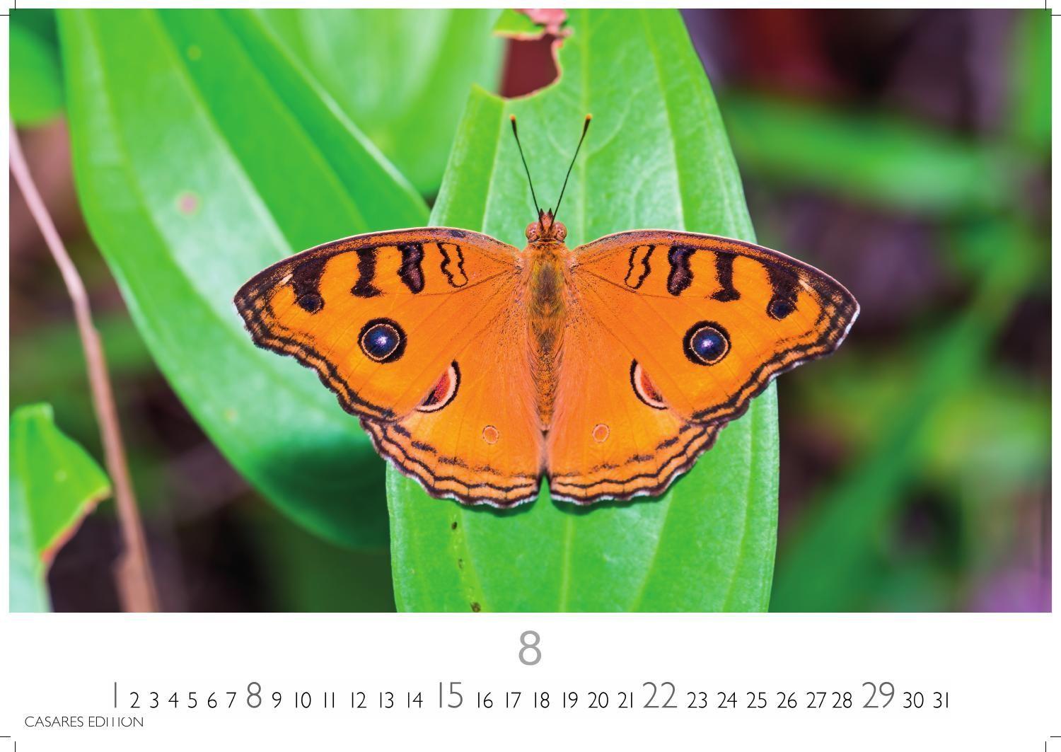 Beispielinhalt (Bild) Schmetterlinge Kalender 2027 - Wandkalender | Fotokalender Tierkalender 24x35cm - Mit wunderschönen, detailreichen Bildern von Schmetterlingen.