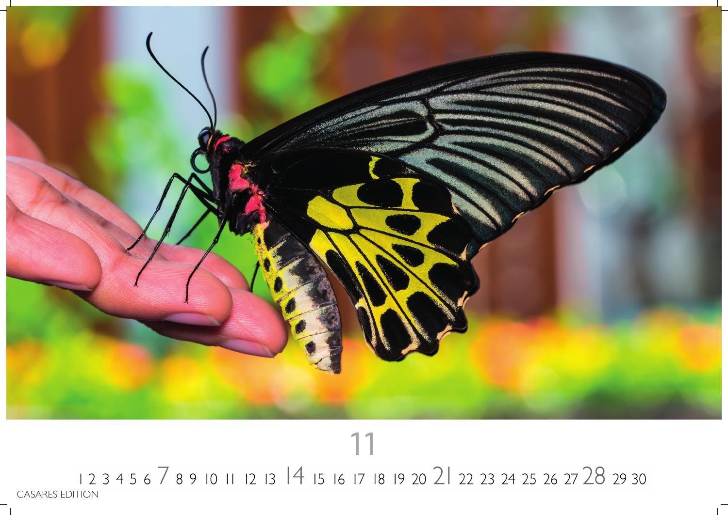 Beispielinhalt (Bild) Schmetterlinge Kalender 2027 - Wandkalender | Fotokalender Tierkalender 24x35cm - Mit wunderschönen, detailreichen Bildern von Schmetterlingen.