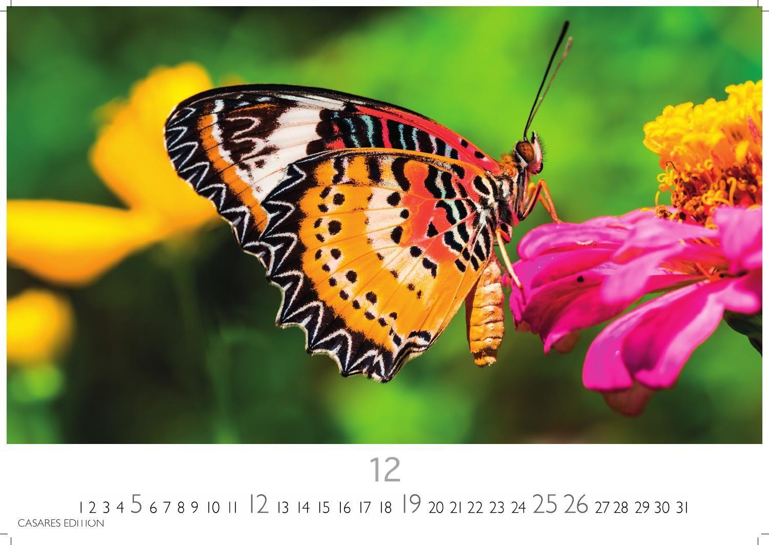 Beispielinhalt (Bild) Schmetterlinge Kalender 2027 - Wandkalender | Fotokalender Tierkalender 24x35cm - Mit wunderschönen, detailreichen Bildern von Schmetterlingen.