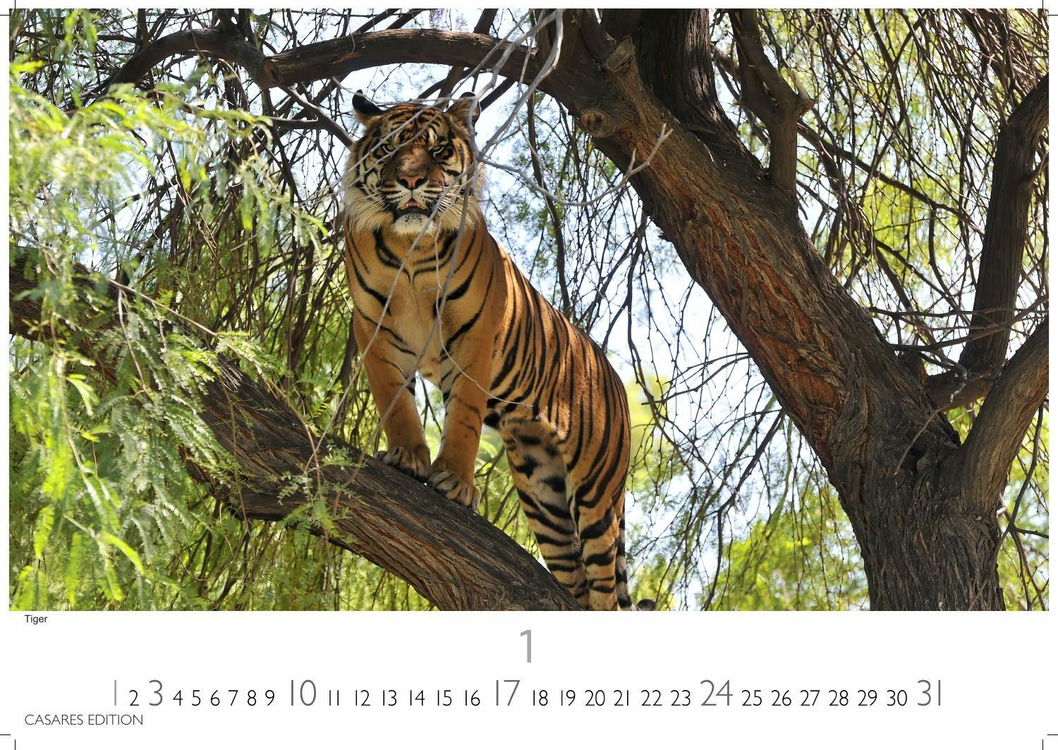 Beispielinhalt (Bild) Big Cats Kalender 2027 - Wandkalender | Fotokalender Tierkalender 24x35cm - Wunderschöner Großkatzen-. mit beeindruckenden Fotos von Tiger| Löwen | Jaguar | Gepard | Luchs | Puma