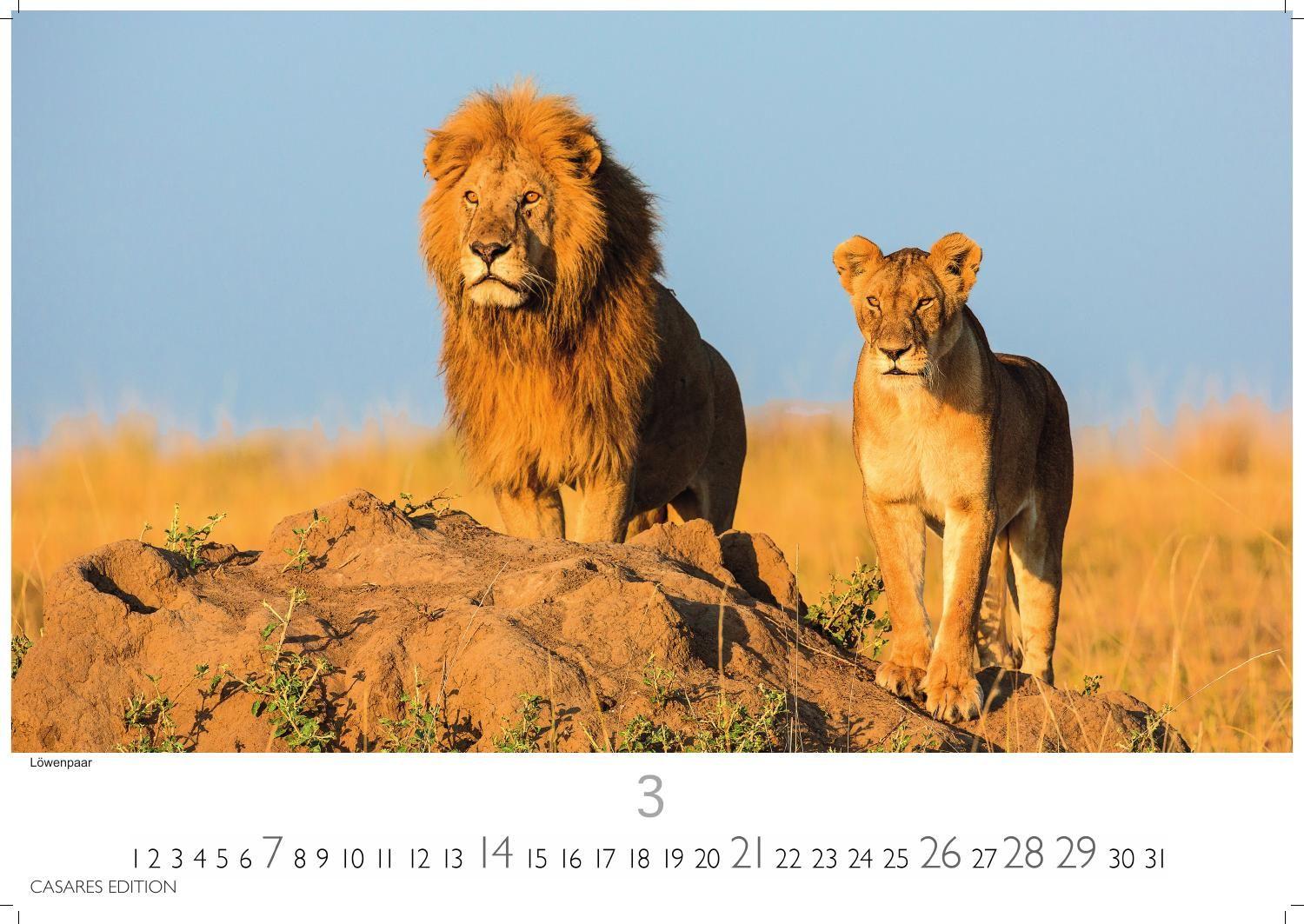 Beispielinhalt (Bild) Big Cats Kalender 2027 - Wandkalender | Fotokalender Tierkalender 24x35cm - Wunderschöner Großkatzen-. mit beeindruckenden Fotos von Tiger| Löwen | Jaguar | Gepard | Luchs | Puma