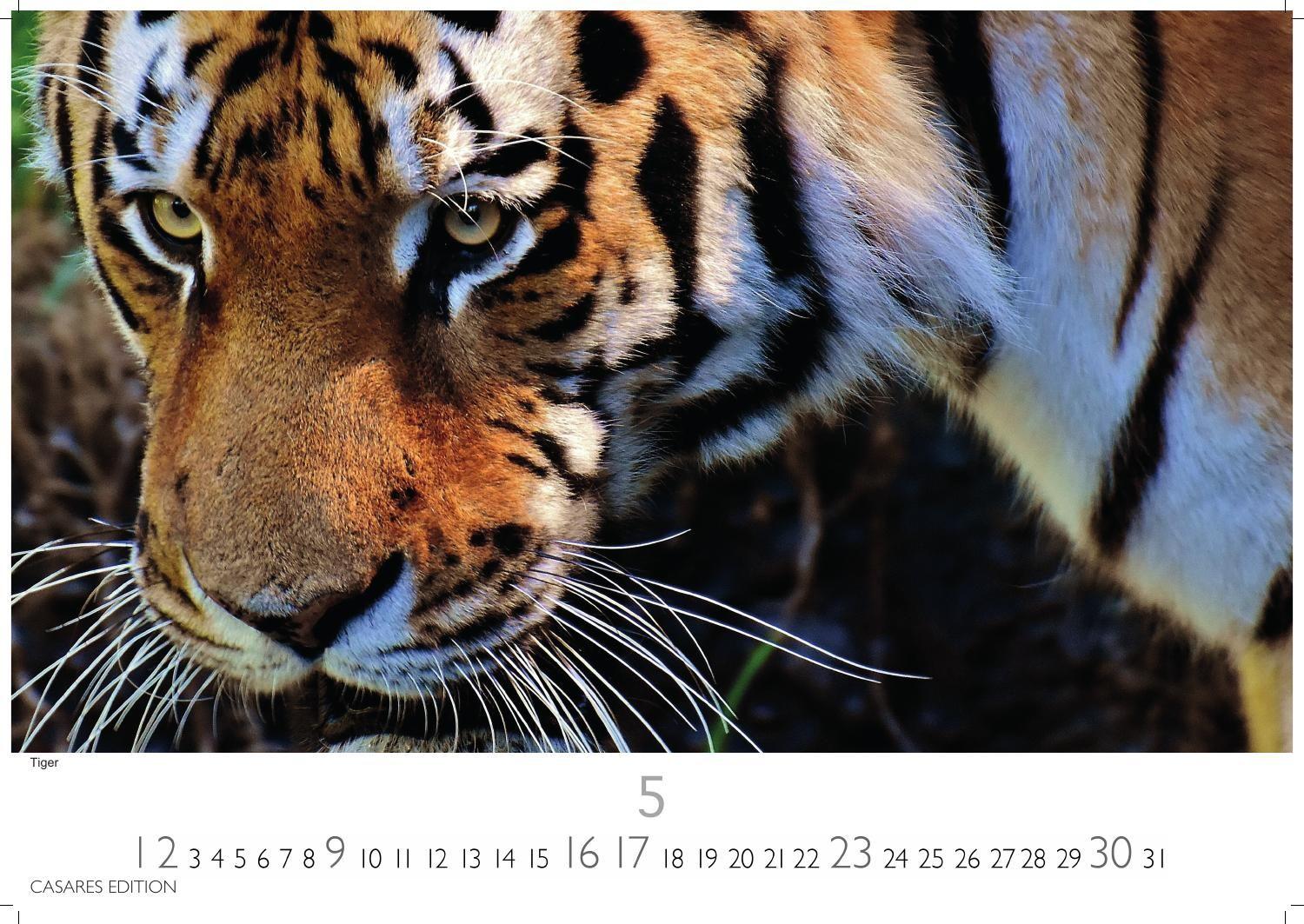Beispielinhalt (Bild) Big Cats Kalender 2027 - Wandkalender | Fotokalender Tierkalender 24x35cm - Wunderschöner Großkatzen-. mit beeindruckenden Fotos von Tiger| Löwen | Jaguar | Gepard | Luchs | Puma